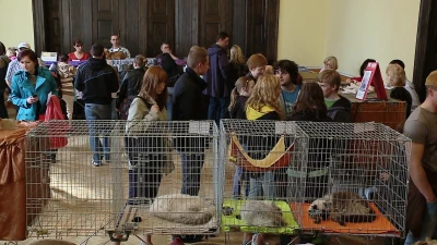 Koty opanowały wejherowskie gimnazjum