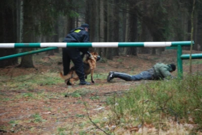 Czworonogi przeszły szkolenie