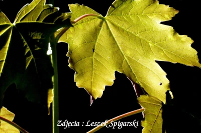 Fot. Leszek Spigarski