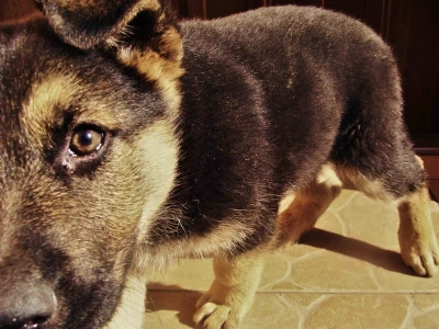 Domowe zwierzątka
