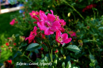 Fot. Leszek Spigarski
