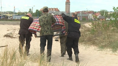 Bielik wypoczywał nad morzem