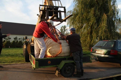 Ma prawie pół tony! Rekordowo duża dynia w Łebczu (fot. 24kaszuby)
