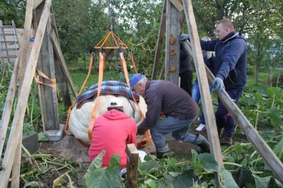 Ma prawie pół tony! Rekordowo duża dynia w Łebczu (fot. 24kaszuby)