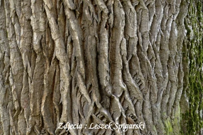 fot. Leszek Spigarski