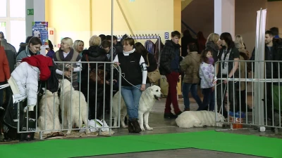III Karnawałowa Zimowa Wystawa Psów Rasowych