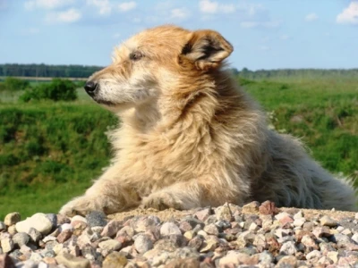 Domowe zwierzątka