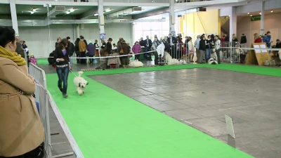 III Karnawałowa Zimowa Wystawa Psów Rasowych