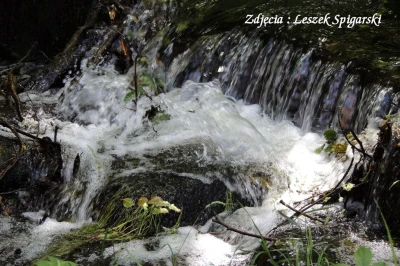 fot. Leszek Spigarski 