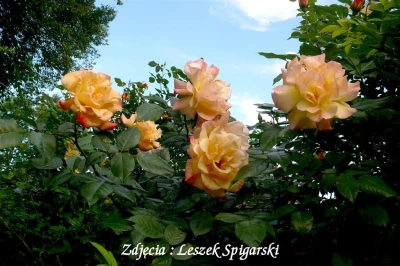 Fot. Leszek Spigarski