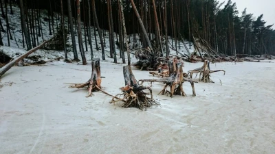 Dębki - fot. Ewelina Efkau