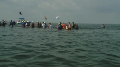Śledzie przemaszerowały przez Zatokę Pucką