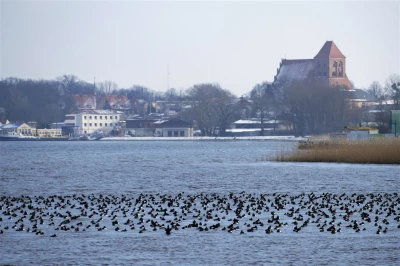 Tysiące ptaków na Kaczym Winklu