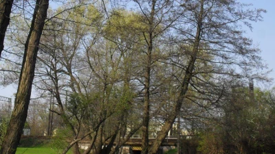 Wiosna w Rumi