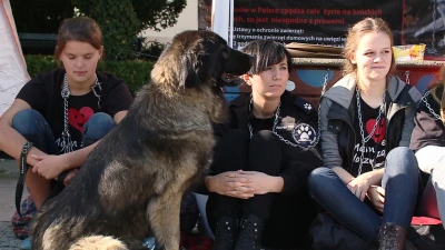 Wejherowo: Przykuli się łańcuchami do bud