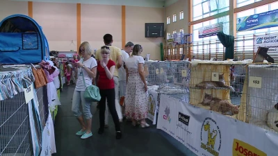 Wystawa kotów rasowych w Pucku