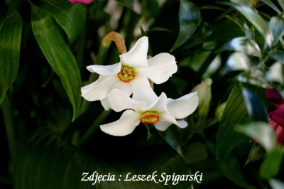 fot. Leszek Spigarski