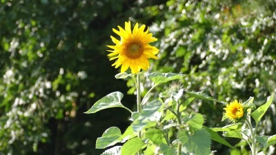Piknik Pożegnanie Lata Jakubowej Polanie