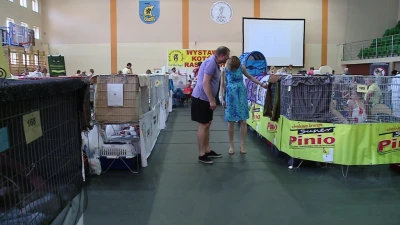 Wystawa kotów rasowych w Pucku