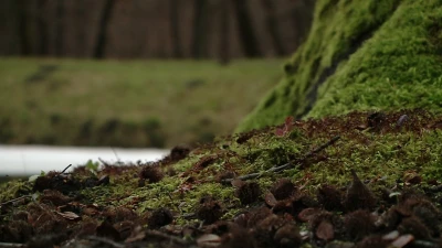 Park Majkowskiego, Wejherowo