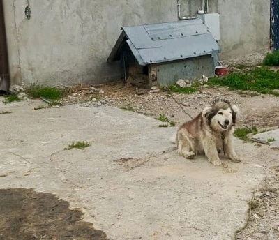 Znęcał się nad psem. "Jego pysk był zdeformowany przez rozległą opuchliznę"