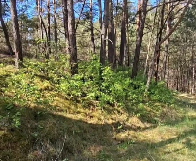 Nieproszony gość w lesie. Park walczy z czeremchą amerykańską
