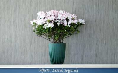  fot. Leszek  Spigarski 