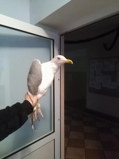 Miniatura
