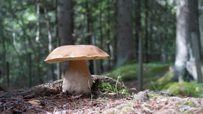 Uszy, czarcie jajo i zapach padliny. Nietypowe grzyby można spotkać w pomorskich lasach