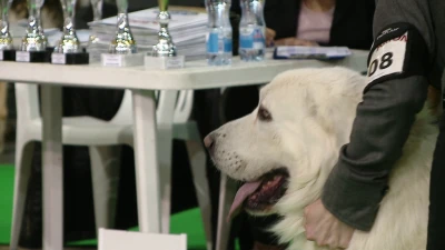 III Karnawałowa Zimowa Wystawa Psów Rasowych