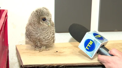 Miniatura
