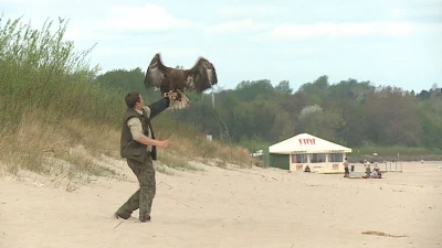 Bielik wypoczywał nad morzem