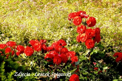 fot. Leszek Spigarski