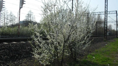Wiosna w Rumi
