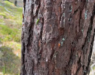 Larwy tego owada mogą powodować uszkodzenia drzewostanu. Jednak nie będzie oprysków z powietrza