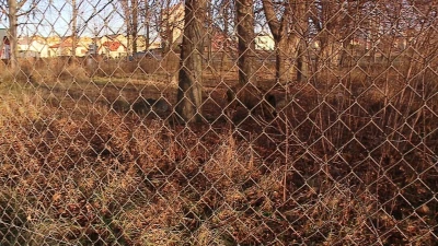 Dzik spacerował po Rumi