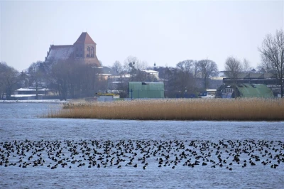 Tysiące ptaków na Kaczym Winklu