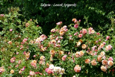 Fot. Leszek Spigarski
