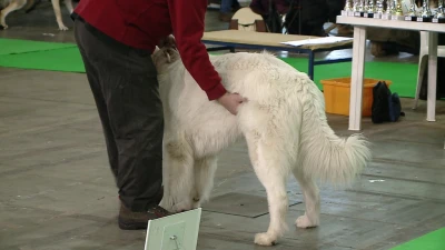 III Karnawałowa Zimowa Wystawa Psów Rasowych