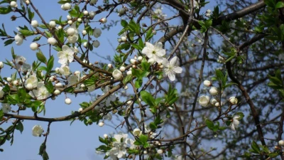 Wiosna w Rumi