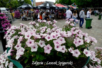 fot. Leszek Spigarski