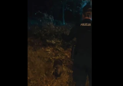 Jenot spacerował środkiem ulicy. Policjanci odprowadzili go do lasu
