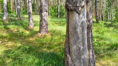Tajemnicze ślady na sosnach. Nadleśnictwo wyjaśnia
