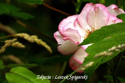 fot. Leszek Spigarski