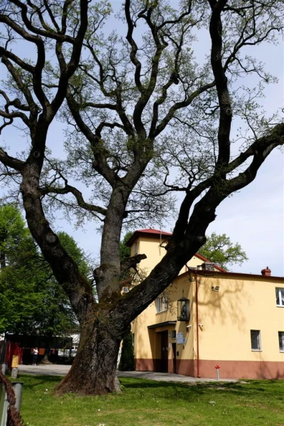 fot. Leszek Spigarski