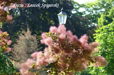  fot. Leszek Spigarski 