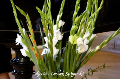 Fot. Leszek Spigarski