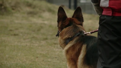 Ćwiczenia policji na stadionie Gryfa Orlex