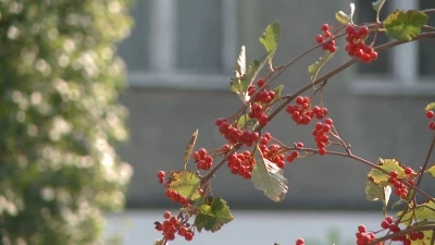 Sprzątanie świata w Pucku