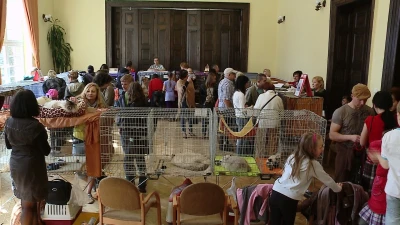 Koty opanowały wejherowskie gimnazjum